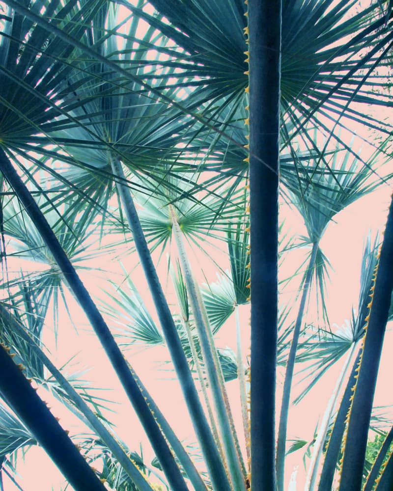 Serene Tropical Palm View by Uma Gokhale — canvas wall art