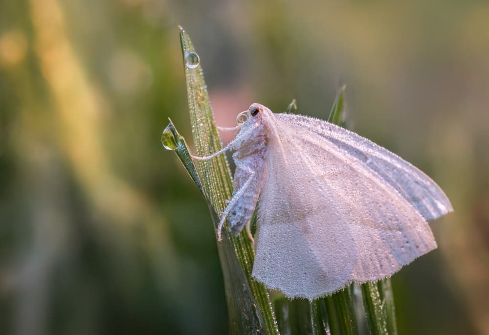 Morning Dewdrop Moth by Atul Saluja — canvas wall art