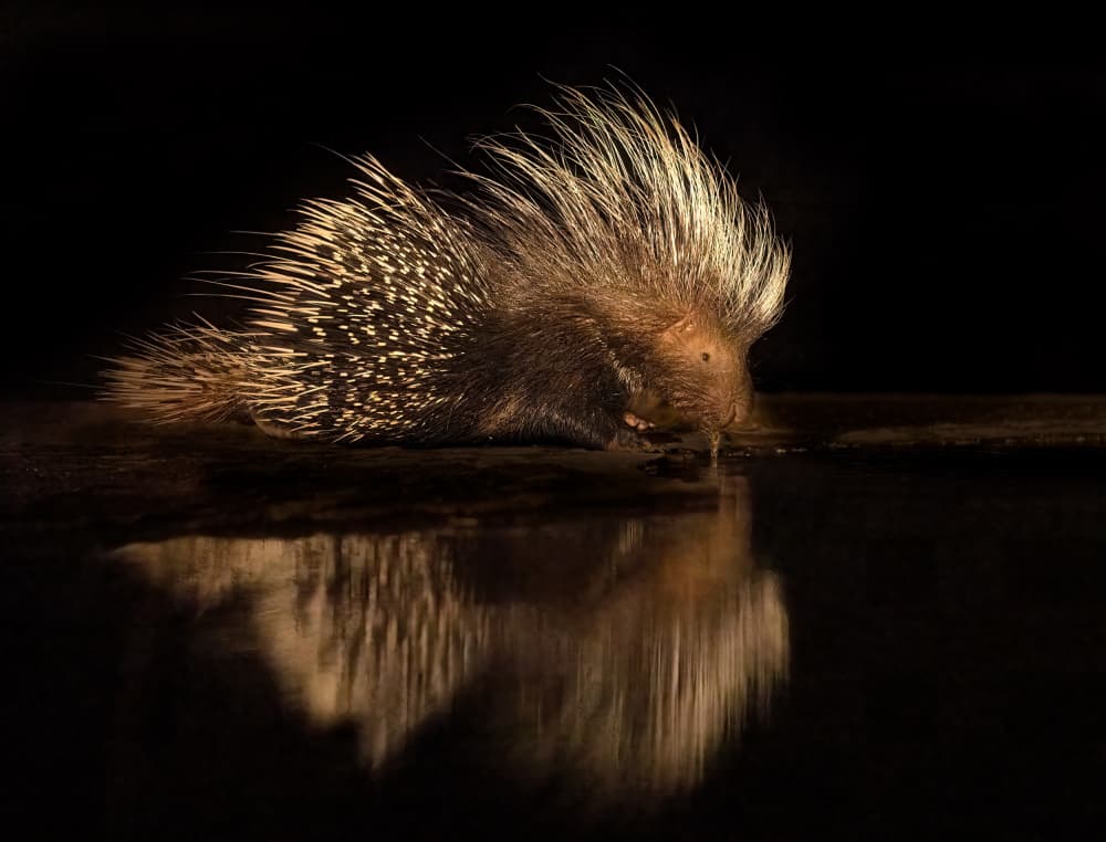 Nocturnal Porcupine Reflection by MIN LI — canvas wall art
