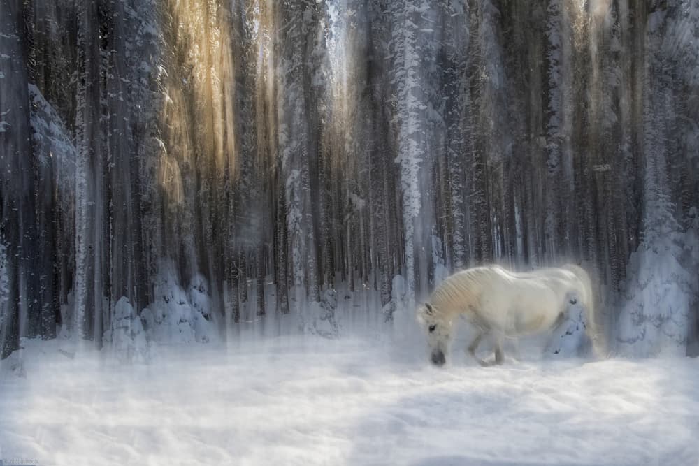 White Horse Winter Forest by Milan Malovrh — canvas wall art