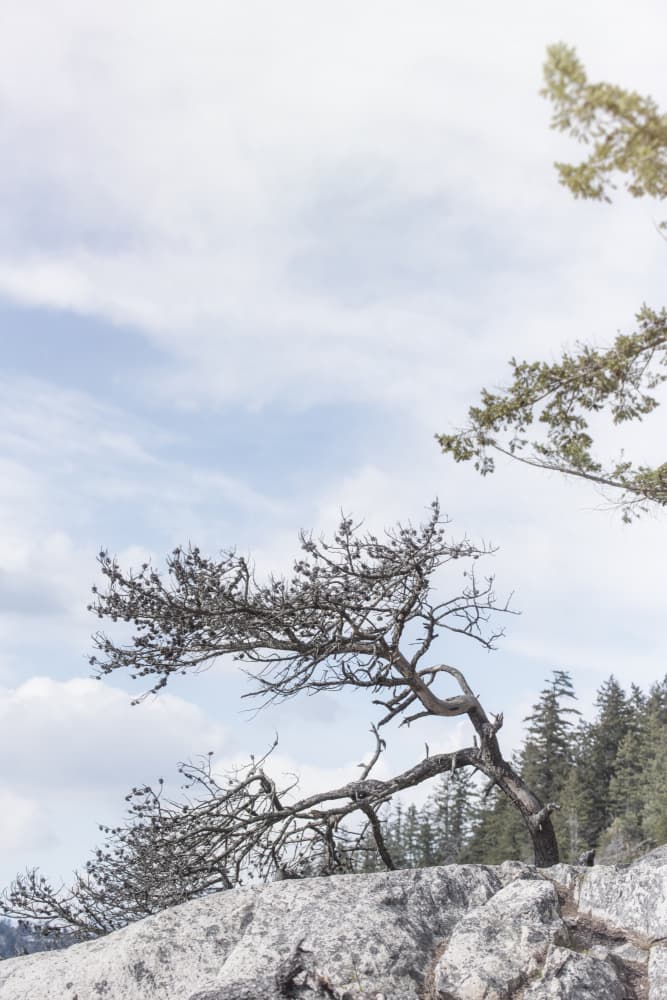 Windswept Tree Landscape by Lynann Colligan — canvas wall art