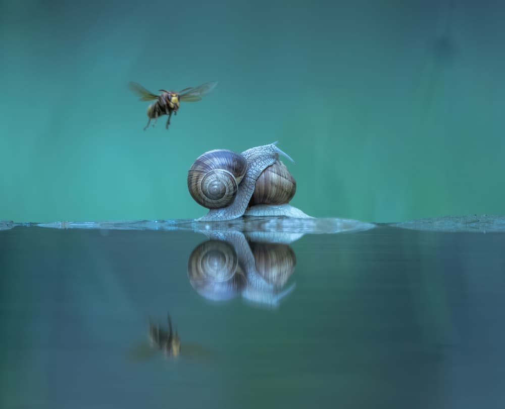Snails and Hornet Reflection by Judy Tseng — canvas wall art