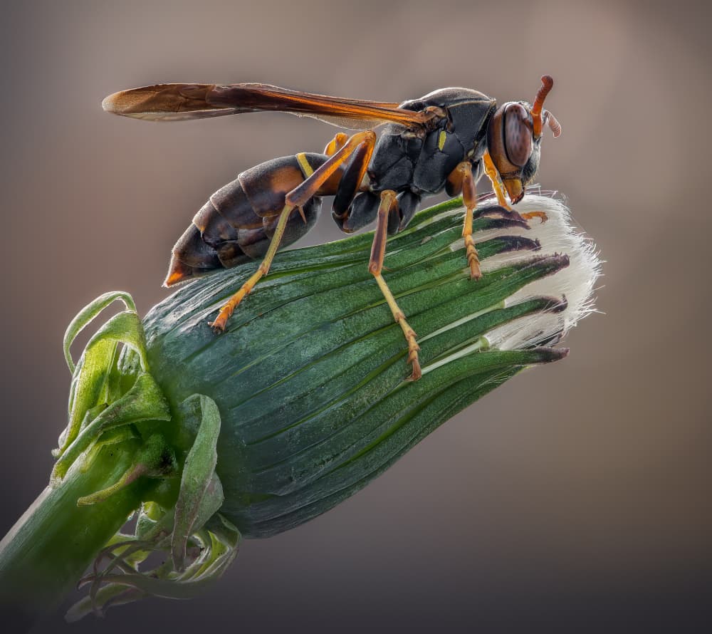 Yellow Wasp on Dandelion by Atul Saluja — canvas wall art