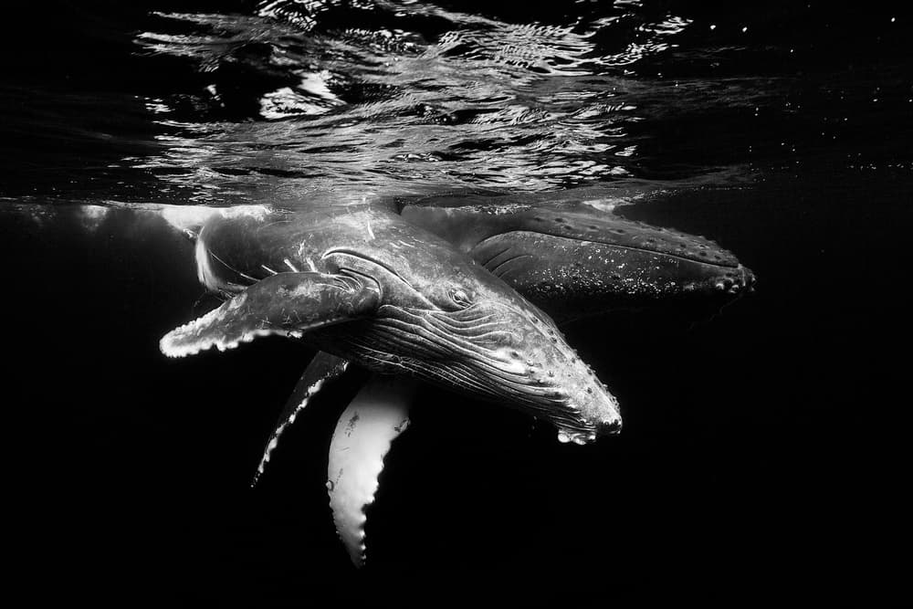 Majestic Humpback Whale by Barathieu Gabriel — canvas wall art