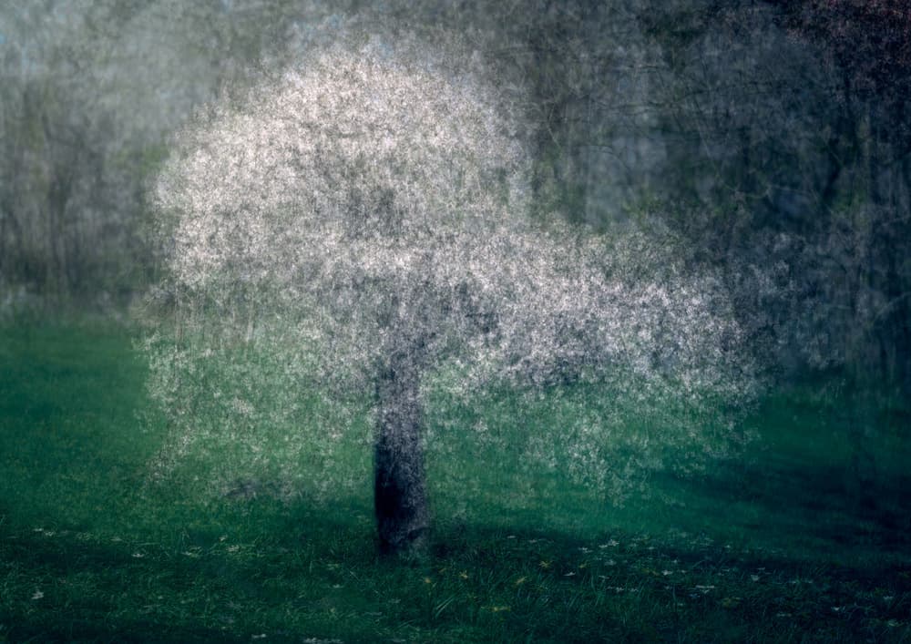 Dreamy Blooming Tree by Katarina Holmström — canvas wall art