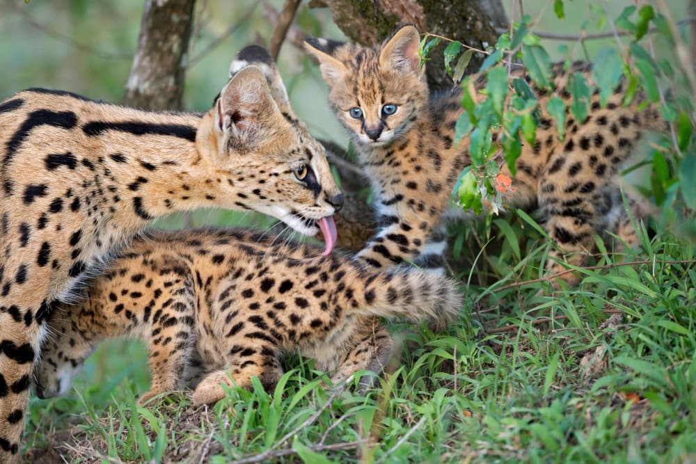 Serval Mother Grooming Kitten by Marco Pozzi — canvas wall art