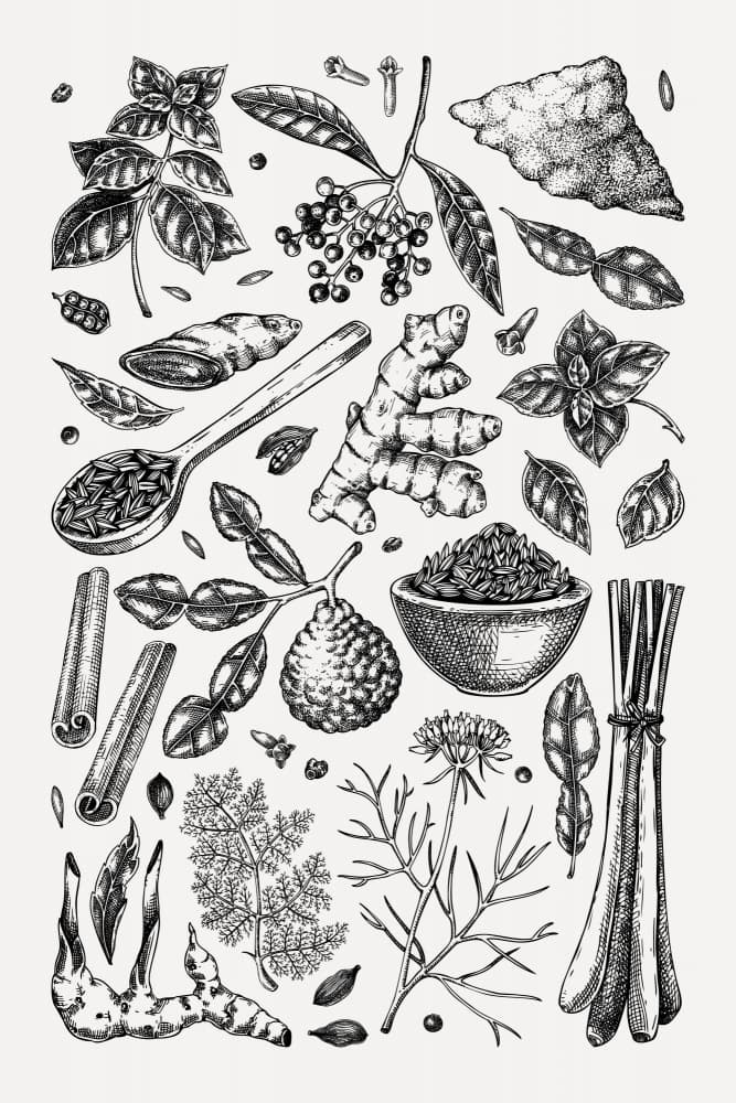 Aromatic Herbs and Spices by Yevheniia Lytvynovych — canvas wall art