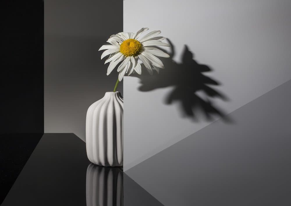 White Daisy Shadow Play by Evgeniy Popov — canvas wall art