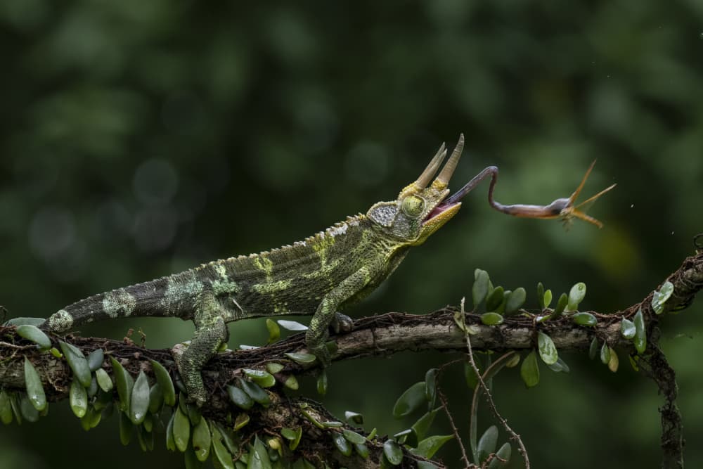 Chameleon Hunting Insect by Ajar Setiadi — canvas wall art