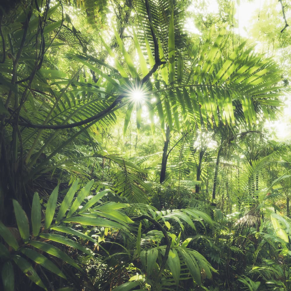 Jungle Flair by Stefan Hefele — canvas wall art