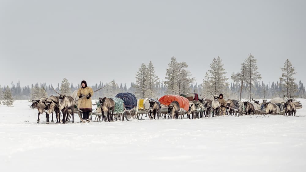 Arctic Reindeer Caravan by Marcel Rebro — canvas wall art