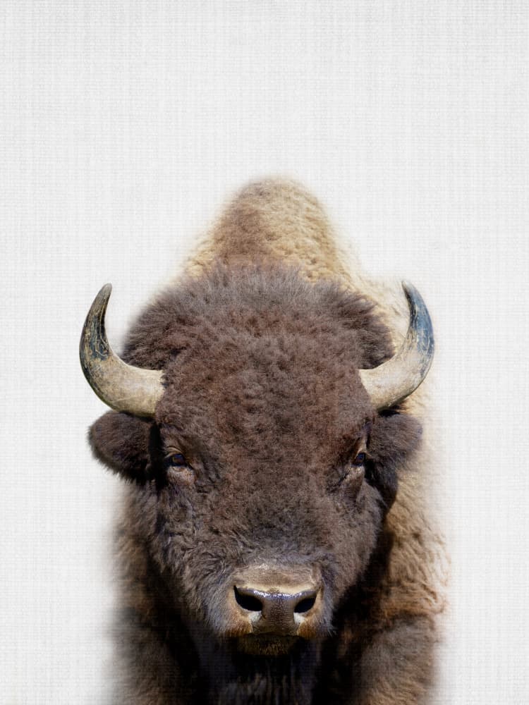 Peekaboo Bison by Lila & Lola — canvas wall art