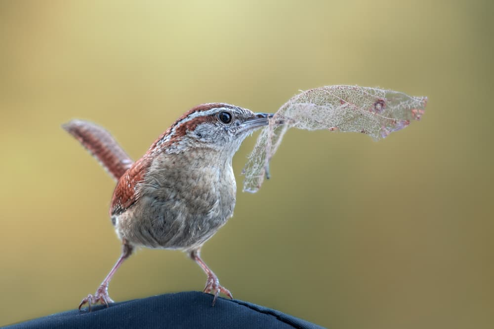 Carolina Wren Gathering Material by Atul Saluja — canvas wall art