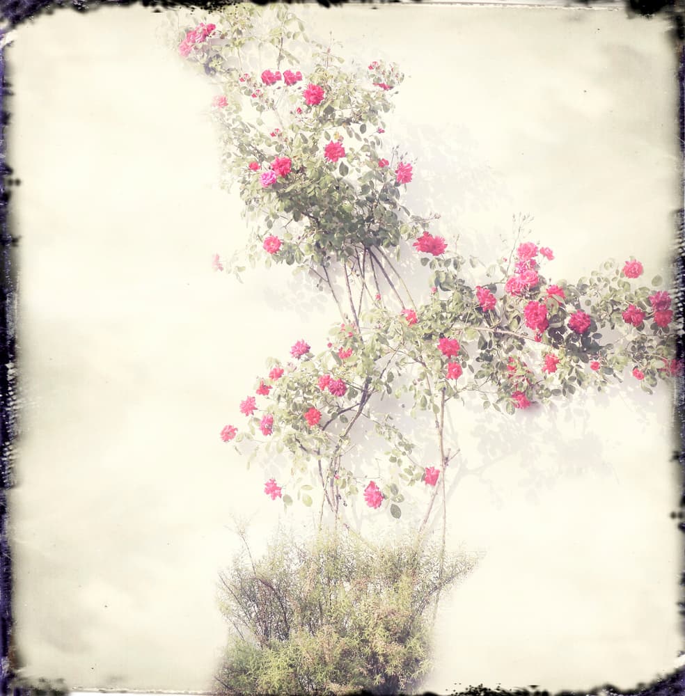 Vintage Climbing Roses by Anna Cseresnjes — canvas wall art