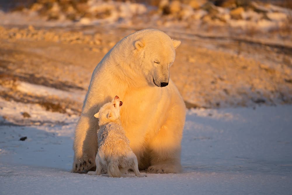 Mother Bear Cub Love by Marco Pozzi — canvas wall art
