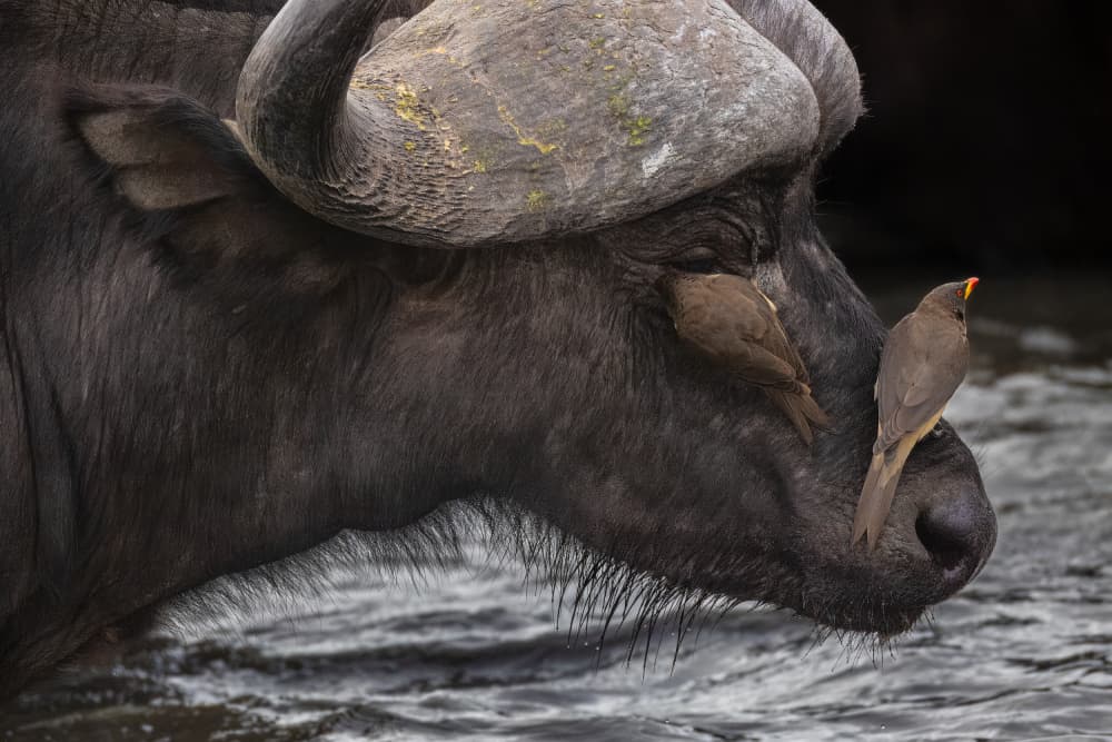 African Buffalo Friends by Ali Khataw — canvas wall art