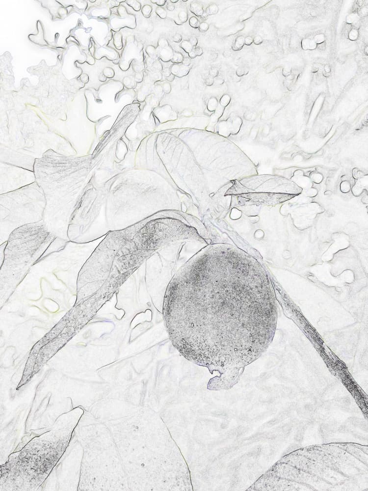 Botanical Fruit Sketch by Santhosh ch — canvas wall art