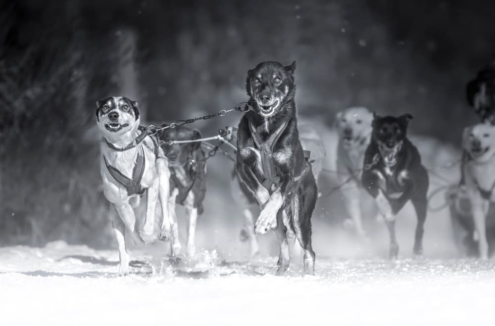 Energetic Sled Dogs by Larry Deng APA — canvas wall art