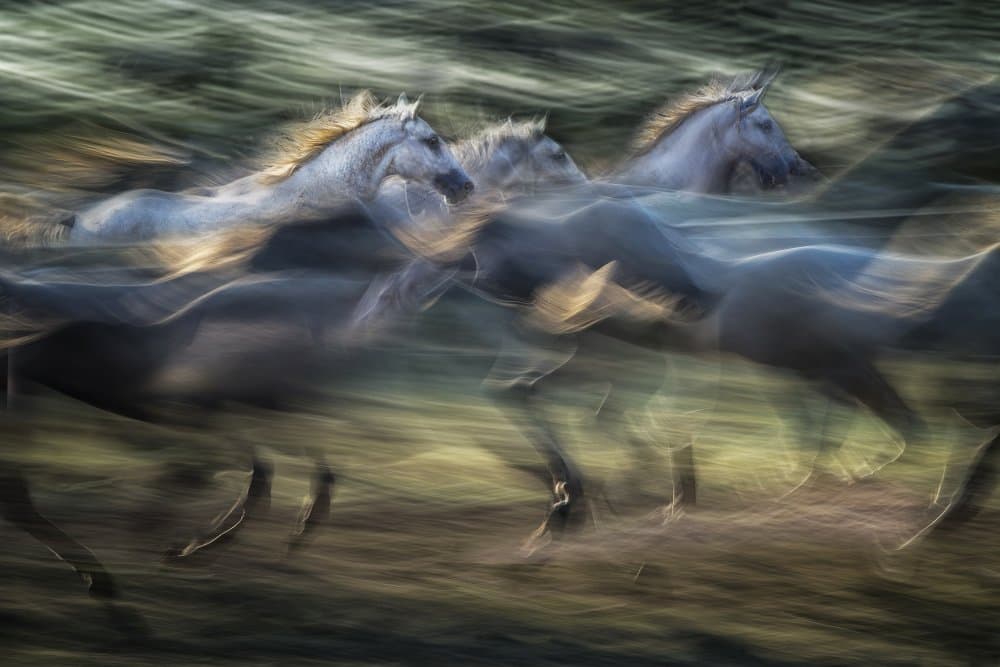 Running Wild Horses by Milan Malovrh — canvas wall art