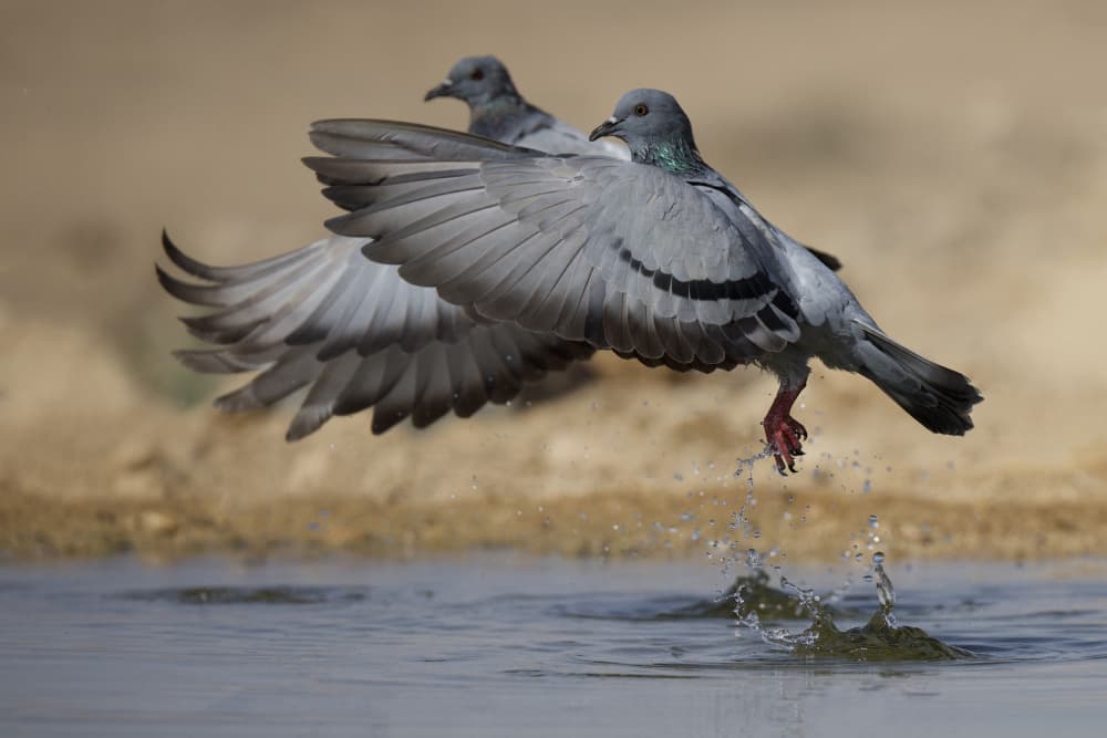 Flying Pigeon Splash by David Manusevich — canvas wall art