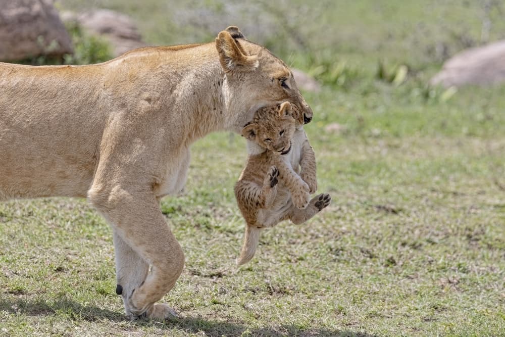 Wild Mother's Care by Alessandro Catta — canvas wall art