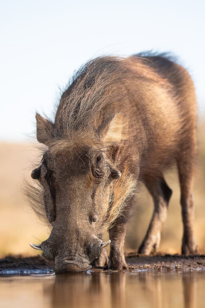 African Warthog Drinking by Amnon Eichelberg — canvas wall art