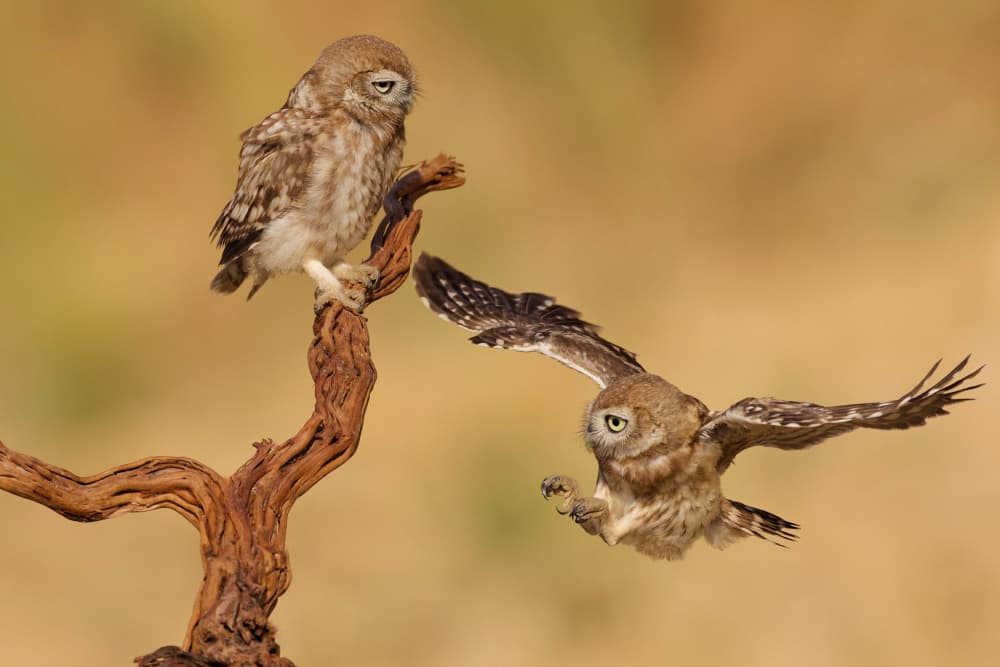 Little Owls Taking Flight by David Manusevich — canvas wall art