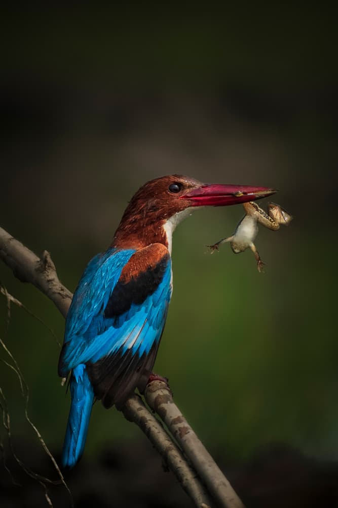 Vibrant Kingfisher Hunt by Jayanta Guha — canvas wall art