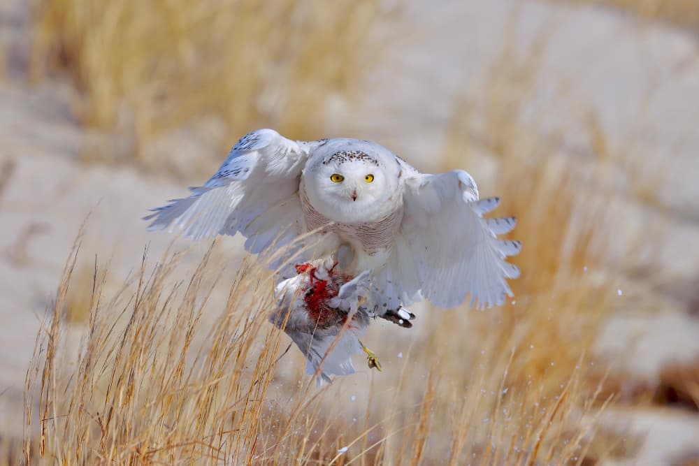 Snowy Owl Hunting Flight by Gavin Lam — canvas wall art
