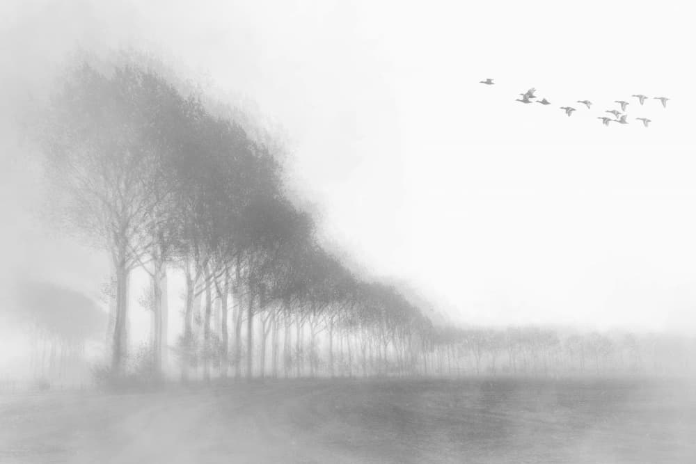 Misty Forest Flight by Roswitha Schleicher-Schwarz — canvas wall art