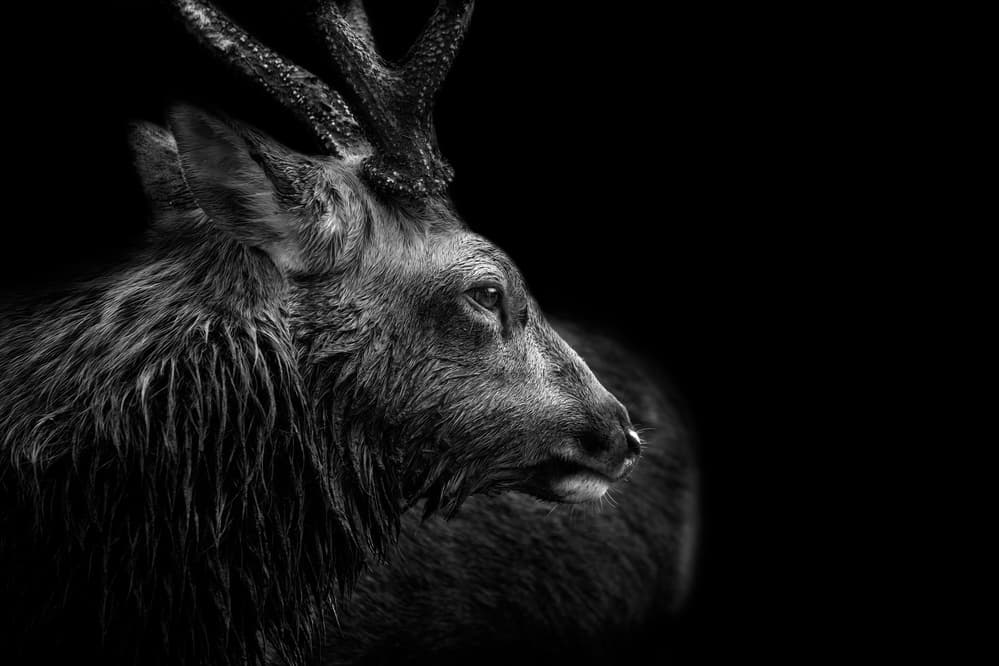 Majestic Deer Portrait by Eiji Itoyama — canvas wall art