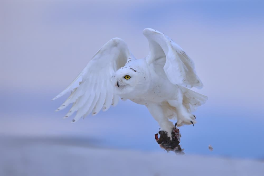 Snowy Owl's Catch by Gavin Lam — canvas wall art