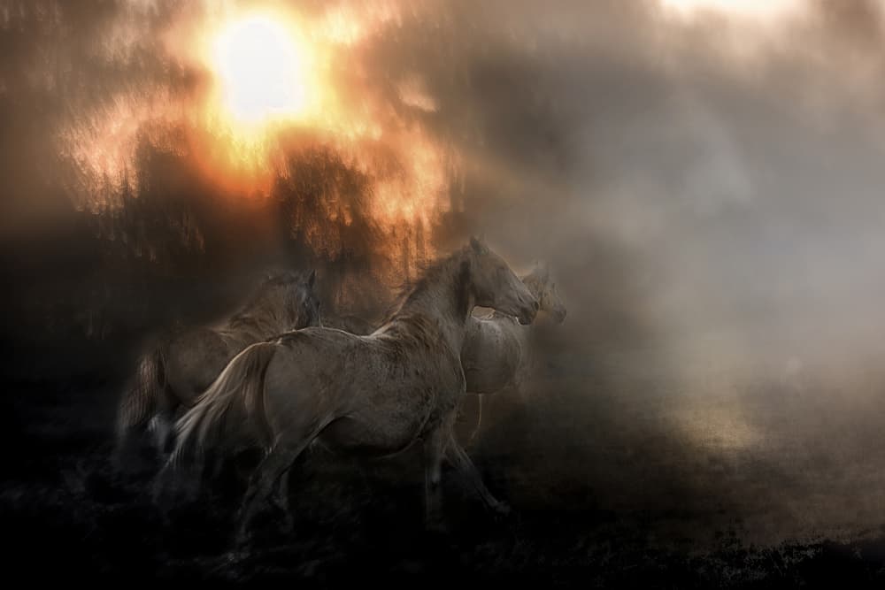 Wild Horses Golden Mist by Milan Malovrh — canvas wall art