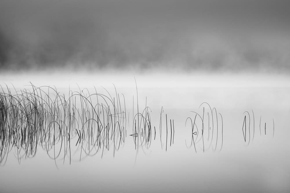 Misty Lake Reeds by Benny Pettersson — canvas wall art