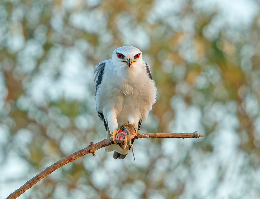 Red-Eyed Kite's Catch by Shlomo Waldmann — canvas wall art