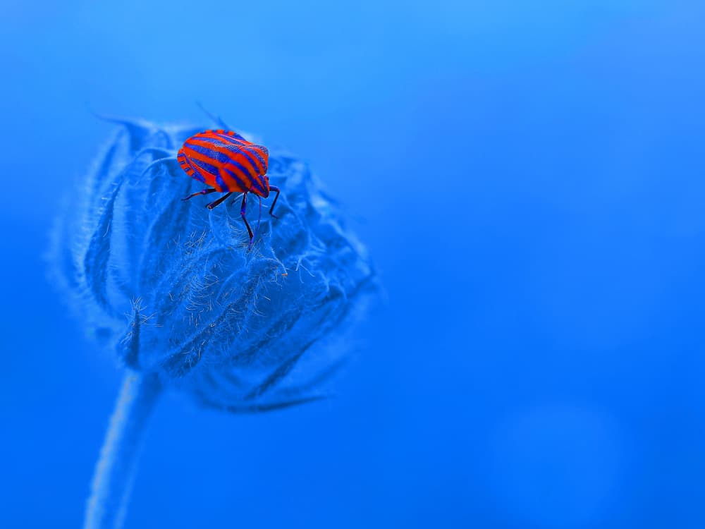 Striped Bug on Blue by Thierry Dufour — canvas wall art