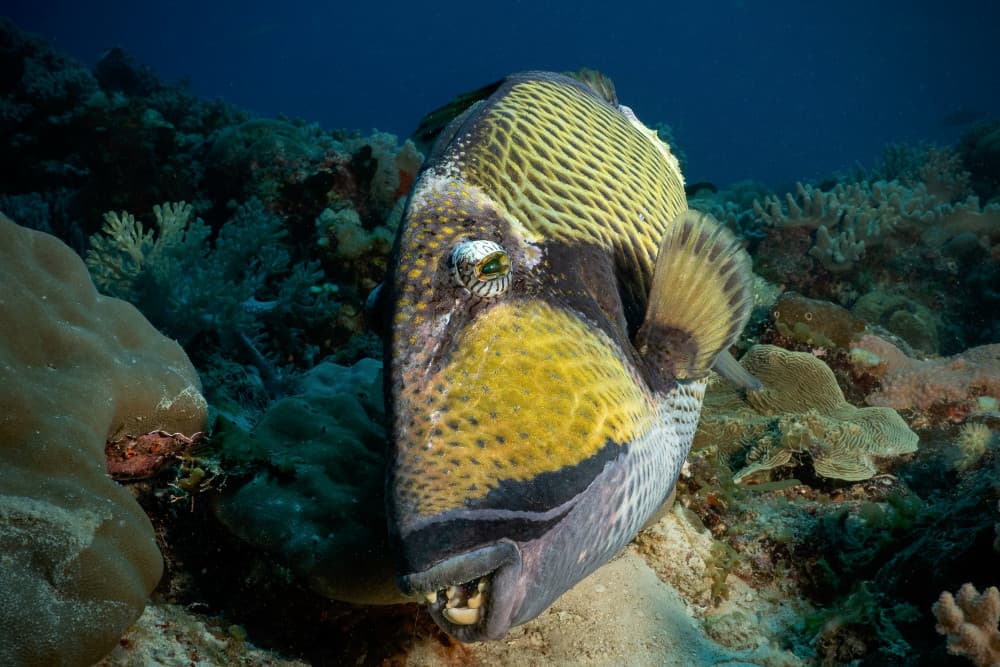 Ocean Triggerfish Close-up by Serge Melesan — canvas wall art