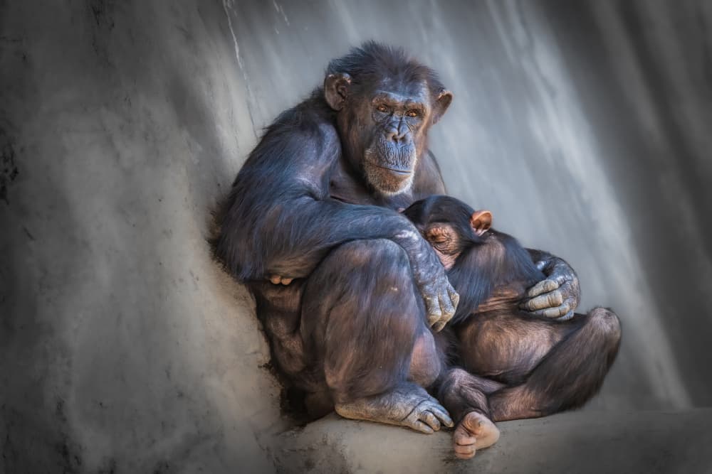 Mother and Baby Chimpanzee by Jeffrey C. Sink — canvas wall art
