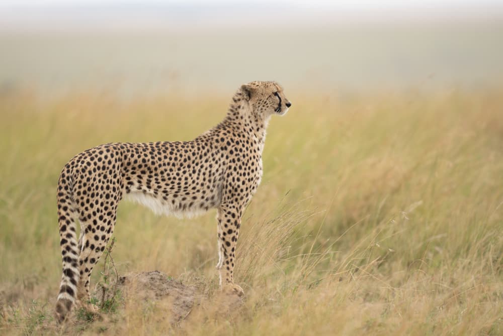 Majestic African Cheetah by Rajat Dhesi — canvas wall art