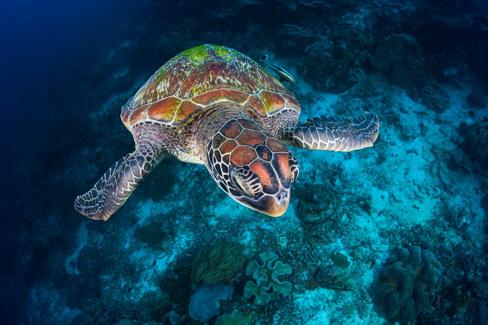 Graceful Ocean Turtle by Barathieu Gabriel — canvas wall art