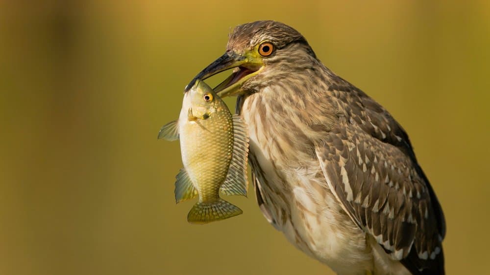 Heron's Fresh Catch by David Manusevich — canvas wall art