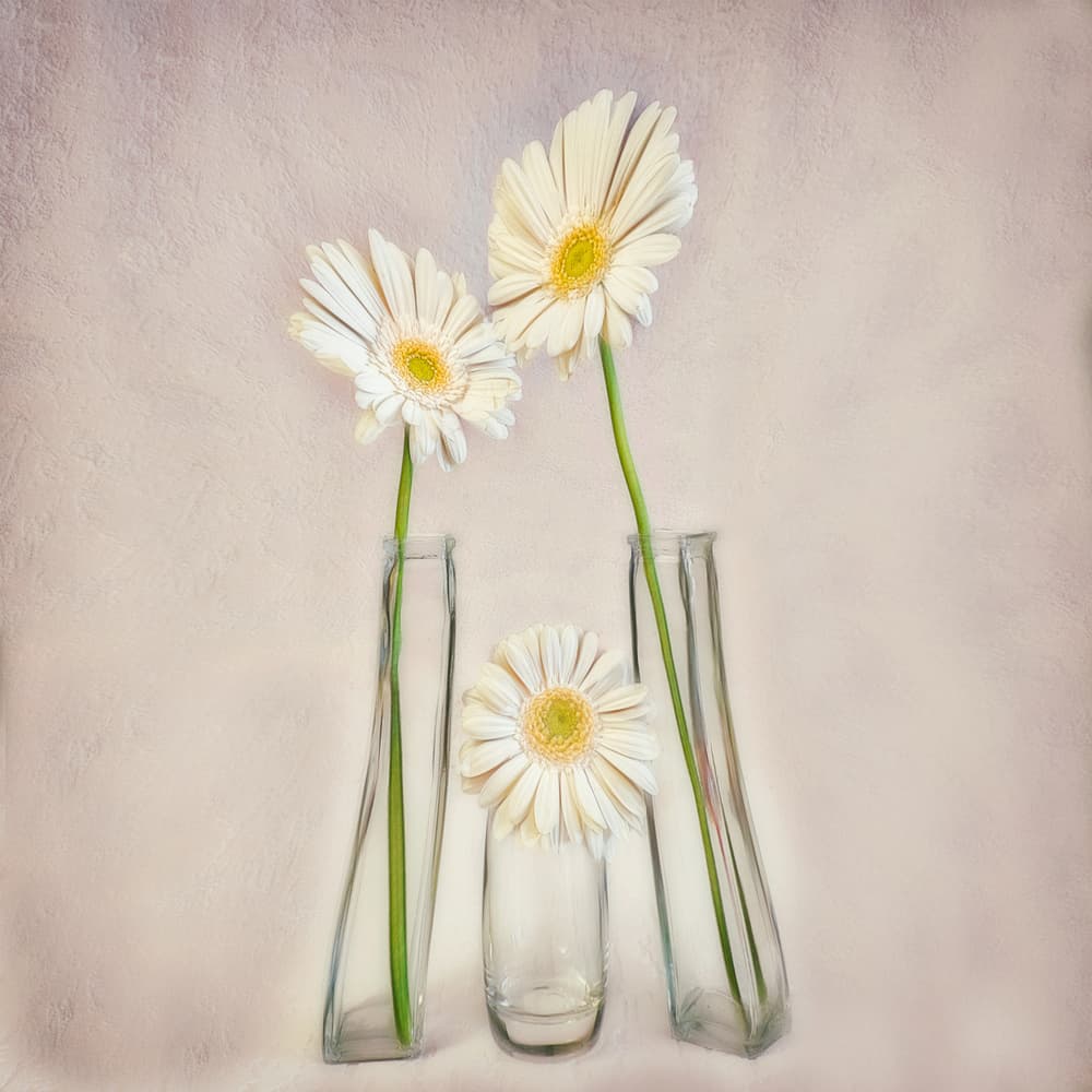 Elegant White Gerberas by Marie-anne Stas — canvas wall art