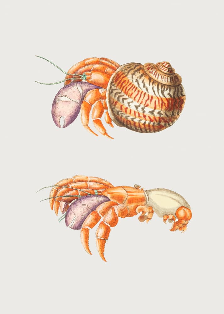 Diogenes Crab by George Shaw — canvas wall art
