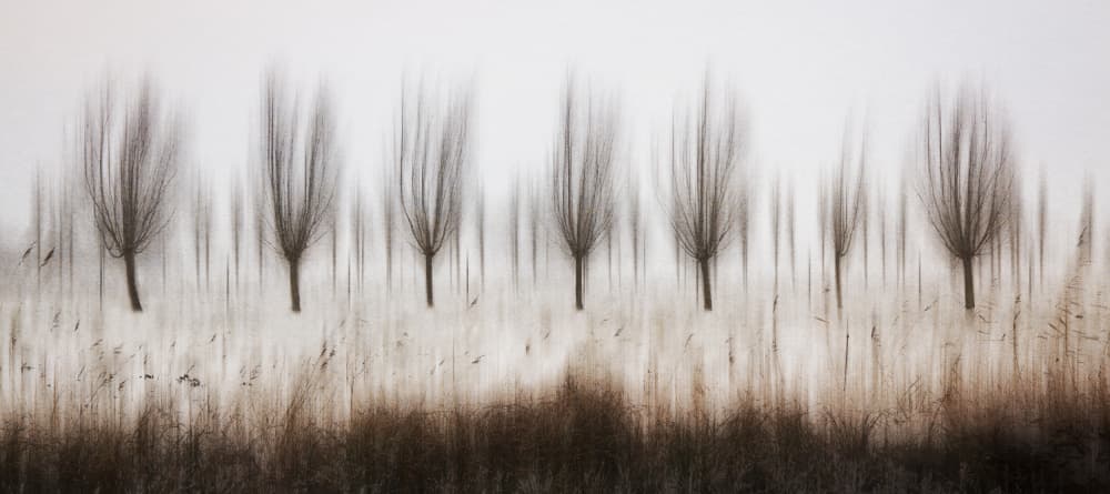 Blurred Winter Trees by brigitte van krimpen — canvas wall art