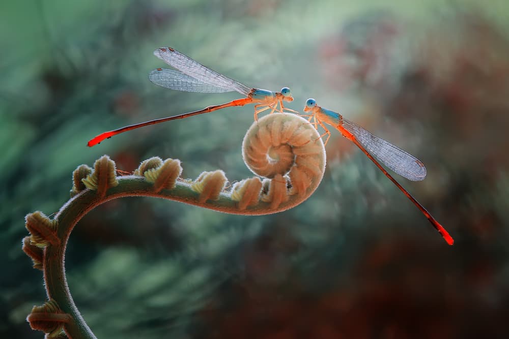 Damselflies On A Fiddlehead by Abdul Gapur Dayak — canvas wall art