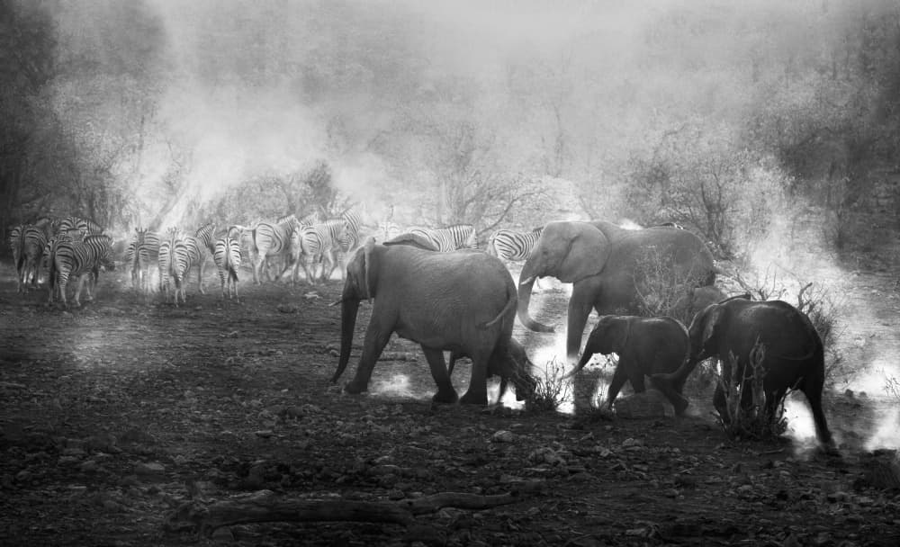 Misty Safari Herd by Joanna W — canvas wall art