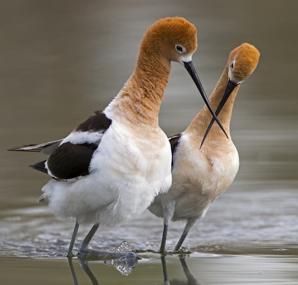 Elegant Avocet Pair by verdon — canvas wall art