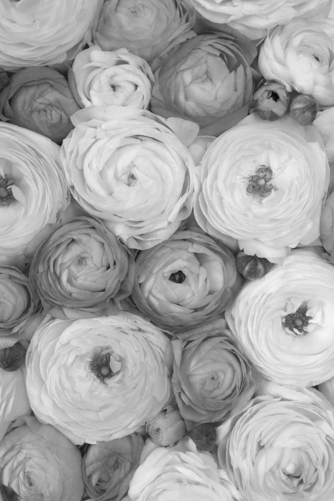Monochrome Ranunculus Blooms by Rosana Laiz Blursbyai — canvas wall art