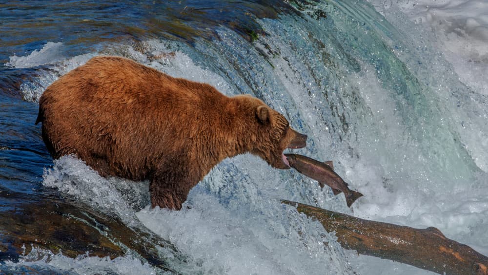 Grizzly Catches Salmon by Jie Fischer — canvas wall art