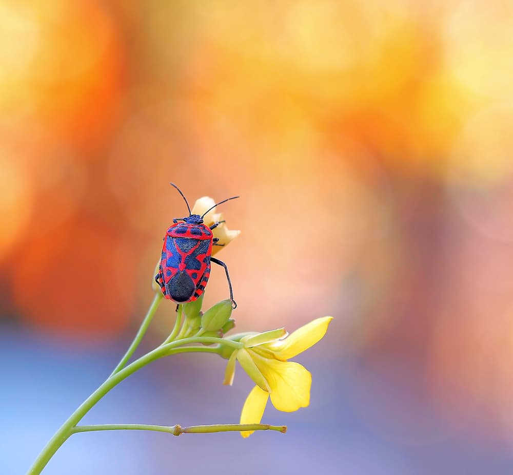 Vibrant Bug on Flower by Thierry Dufour — canvas wall art